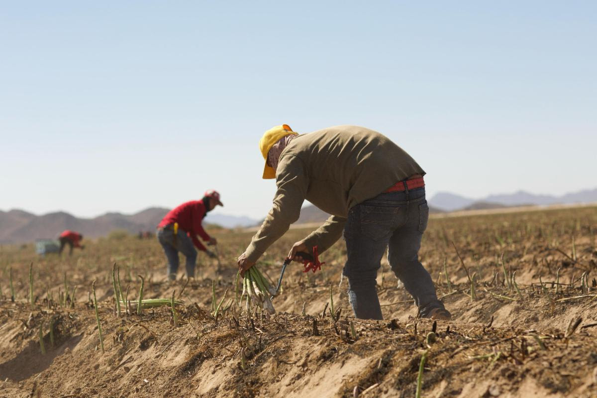 Inaugura Gobierno de Sonora VI Summit Internacional de Espárrago en Caborca